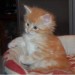 Regalo Cuccioli di Maine Coon figli di campioni Regalo Cuccioli di Maine Coon figli di campioni