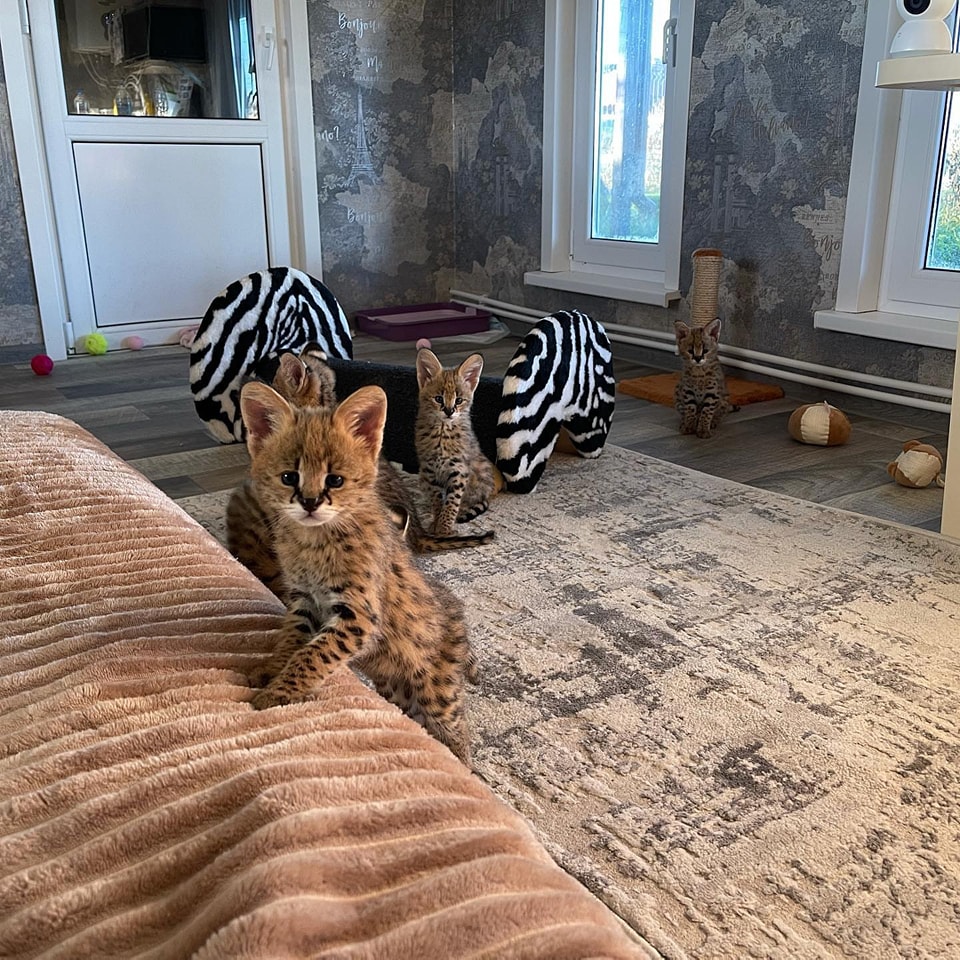 461995996_524249520469781_8630977586307690113_n