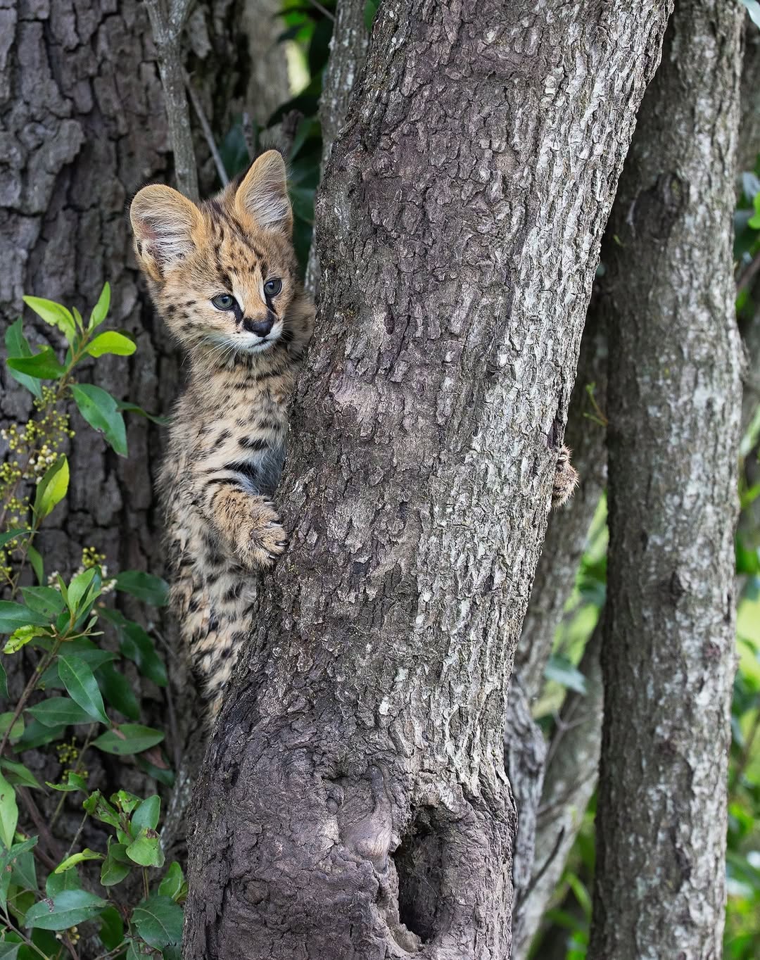 Cubs and Kittens-Imagery by @hw_photo_and_safaris -Some of my favourite animals to see on safari. Leopard cubs, lion cubs, cheetah cubs and serval kittens.-#leopardcub #lioncub #lioncubs🦁 #servalkittens #cheetahcu