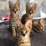 банда.  #котомафия #котята #сервалята #сервал #serval #cat #cats #servalkitten #servalkittens #servalcat