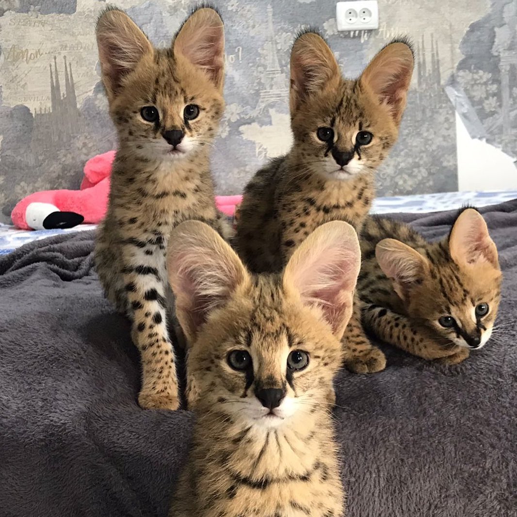 банда.  #котомафия #котята #сервалята #сервал #serval #cat #cats #servalkitten #servalkittens #servalcat