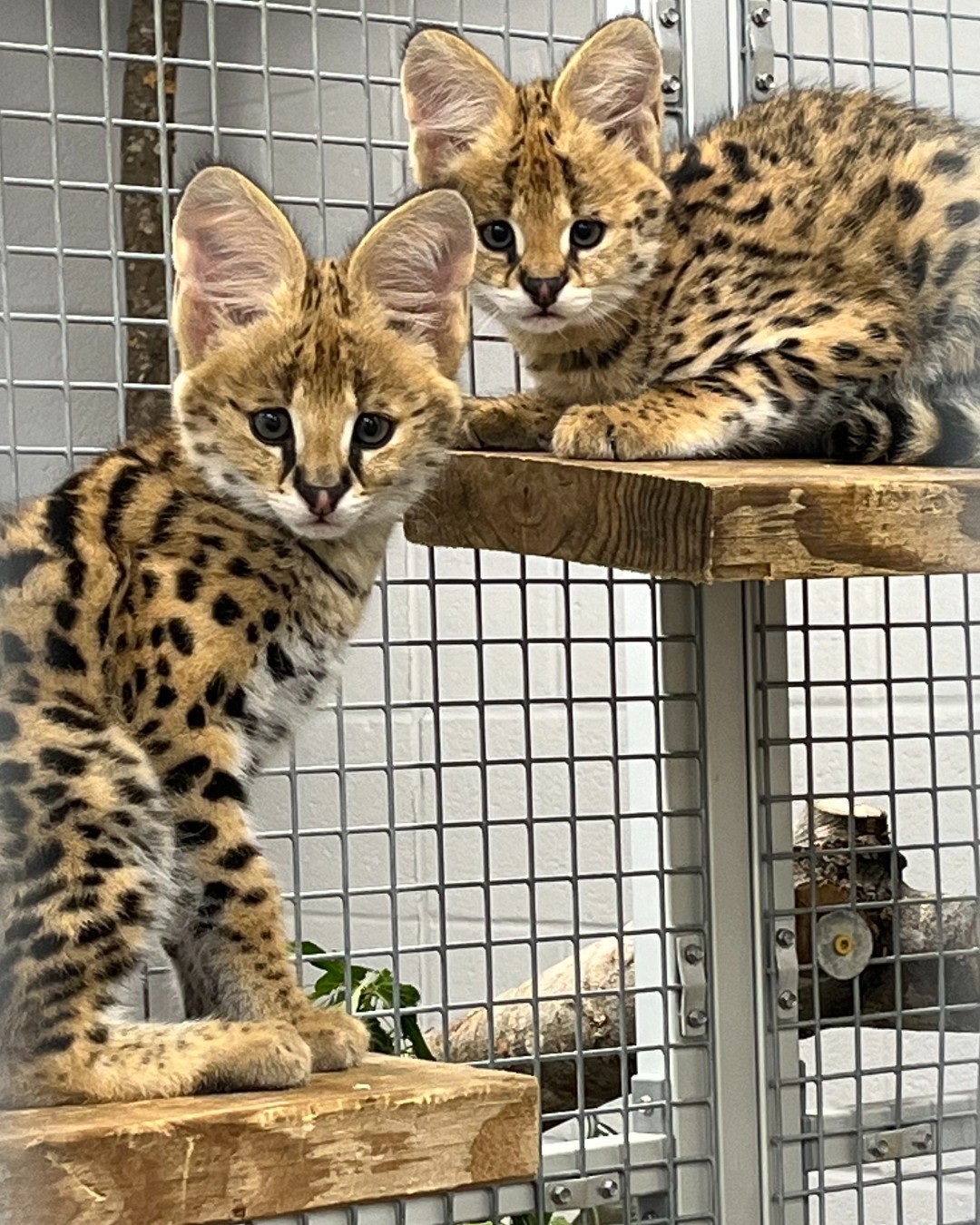 Caption this 🐱💕#GreensboroScienceCenter #VisitGSO #ServalKittens #Serval #Kittens